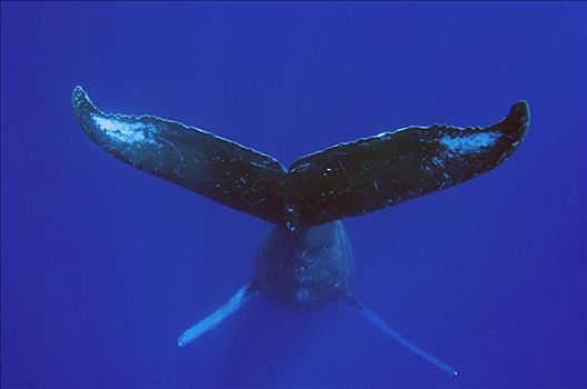 驼背鲸,大翅鲸属,鲸鱼,国家,海洋,毛伊岛,夏威夷,提示,照相
