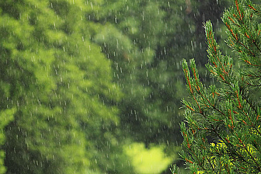 松树,绿色,地点,抽象,雨