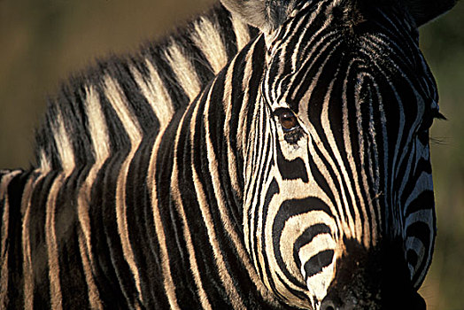 南非,禁猎区,紧,头像,平原斑马,斑马,热带草原,日落
