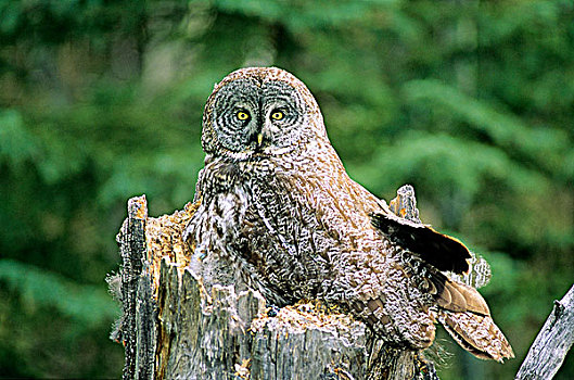 成年,女性,乌林鸮,窝,两个,幼禽,白杨,残枝,北方,艾伯塔省,加拿大