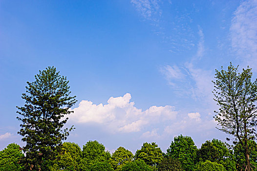 树林上方的天空