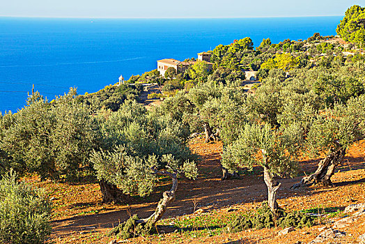 橄榄树,围绕,儿子,宅邸,马略卡岛,巴利阿里群岛,西班牙,欧洲