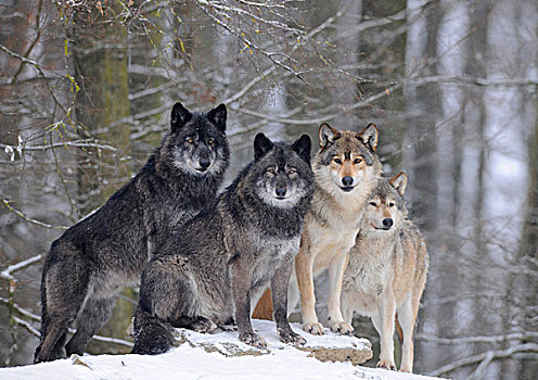 狼,阿拉斯加,苔原,加拿大,木料,雪