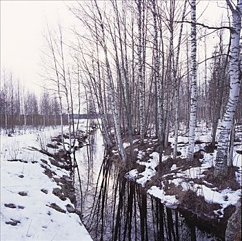 雪,桦树,树林,河流
