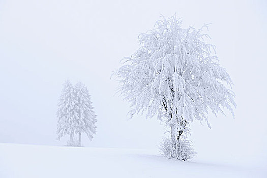 树,遮盖,白霜,雪,巴登符腾堡,德国,欧洲