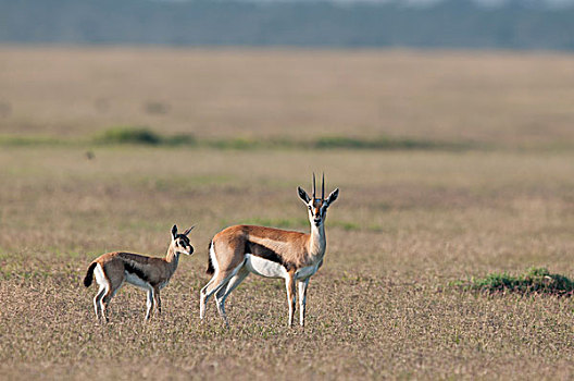 瞪羚,肯尼亚
