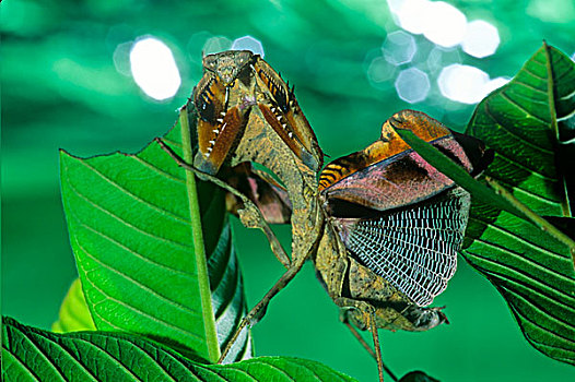 螳螂,马来西亚