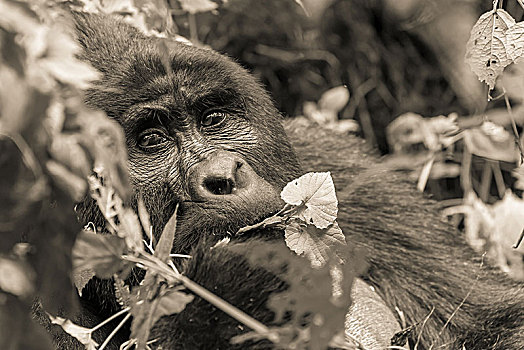 山地大猩猩,大猩猩,银背大猩猩,动物,进食,单色调,国家公园,乌干达,非洲
