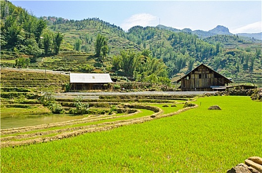 绿色,稻田,山,背景,越南