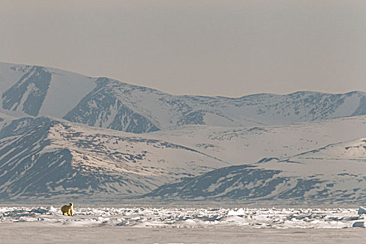 北极熊,北极,靠近,巴芬岛