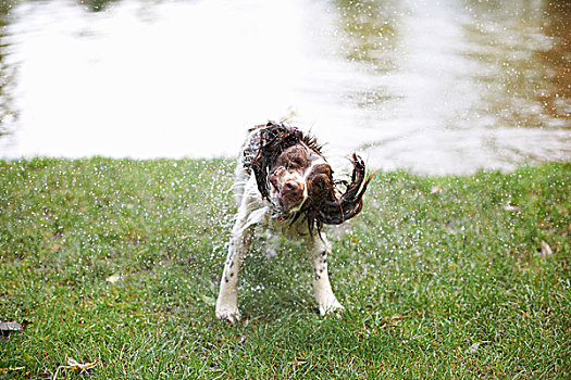 狗,抖动,水,湿发
