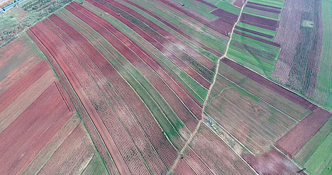 内蒙古武川县,夏季雨后红土地,红绿相间美翻了高原