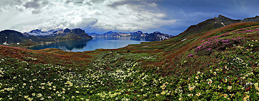 长白山天池高山花卉