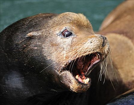 海狮,北海狮,受伤,叫,俄勒冈,美国