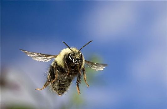 大黄蜂,飞,德斯舒茨国家森林,俄勒冈