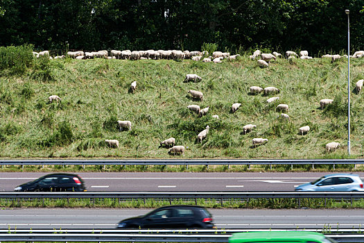 绵羊,放牧,侧面,公路