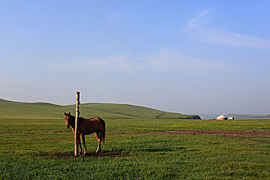 草原,丘陵,蒙古包,马