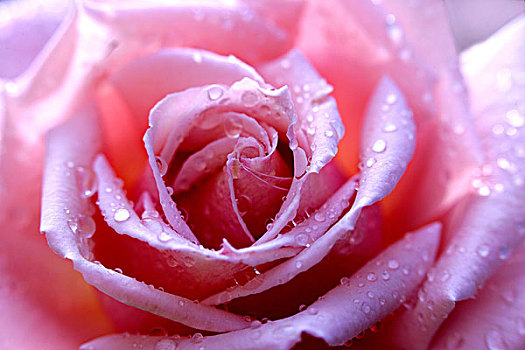 玫瑰,粉色,品种,普罗旺斯,露珠,特写