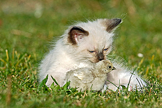 小猫,幼禽,草地