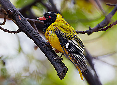 非洲,红嘴鸥,黄鹂,克鲁格国家公园,南非