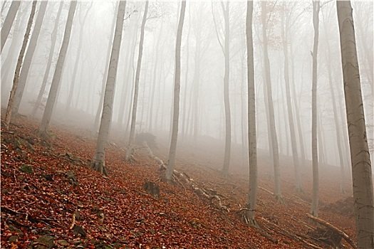 秋日树林,雾