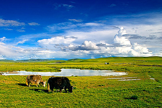 西藏风光藏北草原