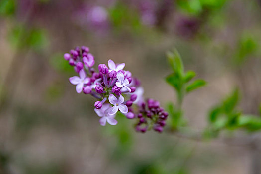 榆叶梅,丁香花