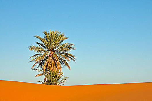 棕榈树,荒芜,却比沙丘,摩洛哥,非洲