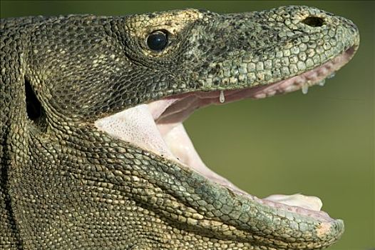 科摩多巨蜥,科摩多龙,调节,温度,张嘴,林卡岛,科莫多国家公园,印度尼