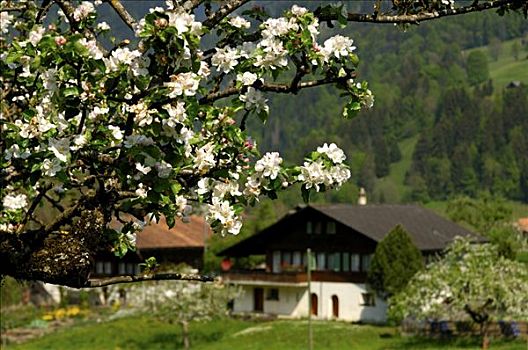 春天,瑞士