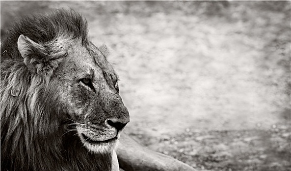 野生,非洲狮