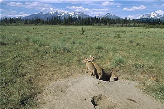 丛林狼,犬属,幼仔,出现,窝,冰川国家公园,蒙大拿