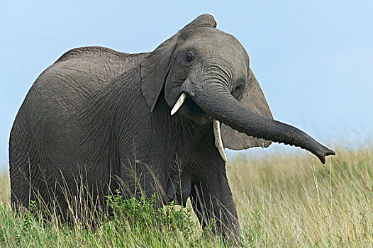 大象,大草原,马赛马拉国家保护区,肯尼亚