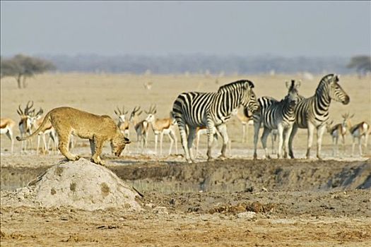 雌狮,狮子,山,跳羚,斑马,马,博茨瓦纳,非洲