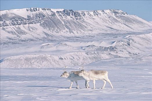 北美驯鹿,一对,走,雪,朴素,艾利斯摩尔岛,加拿大