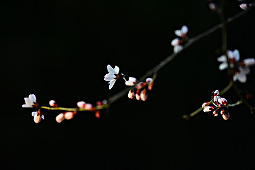 春天的花