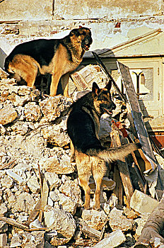 德国牧羊犬,狗,灾难,训练