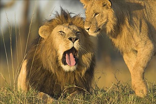非洲狮,狮子,老人,青年,马赛马拉国家保护区,肯尼亚