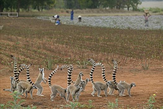 节尾狐猴,狐猴,干旱,气势,军队,花,地点,脆弱,贝伦提私人保护区,马达加斯加