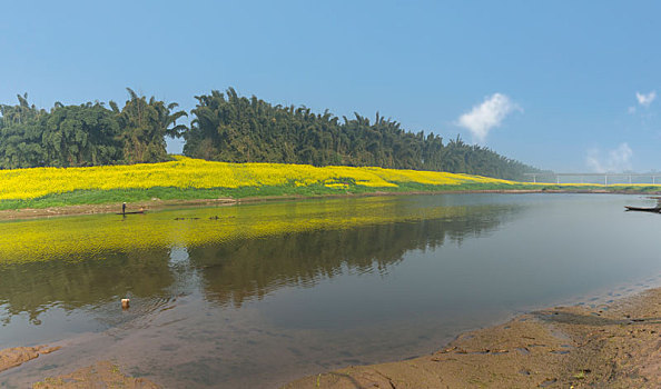 油菜花河流小船水面光影