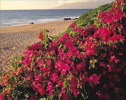 叶子花属,岸边,麦肯那,海滩,夏威夷,毛伊岛