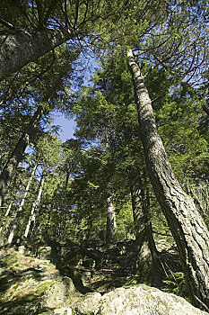 松树,塞文山脉,朗格多克-鲁西永大区,法国