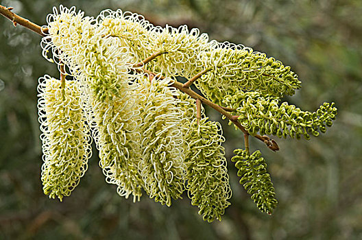 刺,银桦属,特写,花,北方,石南灌丛,西澳大利亚州,澳大利亚
