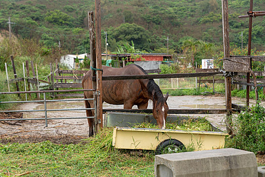 马,冲绳,日本