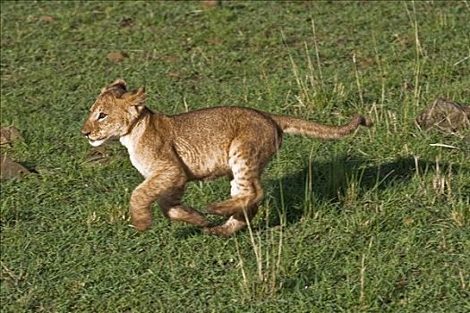 肯尼亚,纳罗克地区,马赛马拉,幼狮,母兽,马赛马拉国家保护区