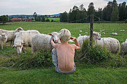 男孩,坐,正面,绵羊,牧群