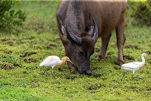 和谐共生,牛背鹭围绕在水牛周边啄食被惊扰出来的昆虫等小动物