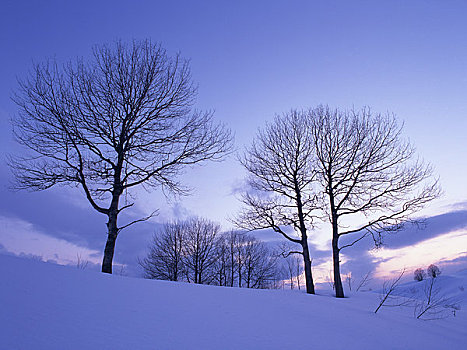 剪影,树,雪中