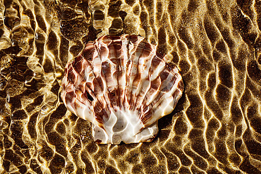 贻贝壳,壳,卧,浅水,海滩,海中,反射,阳光,诺曼底,法国,欧洲