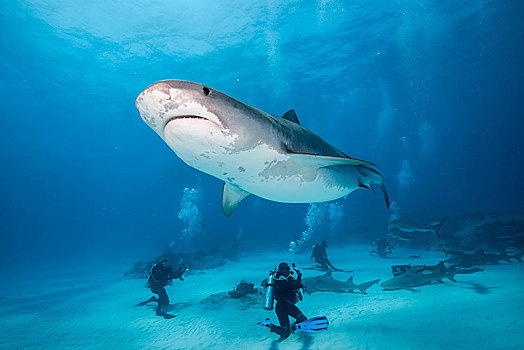 潜水,虎鲨,鼬鲨,巴哈马,中美洲